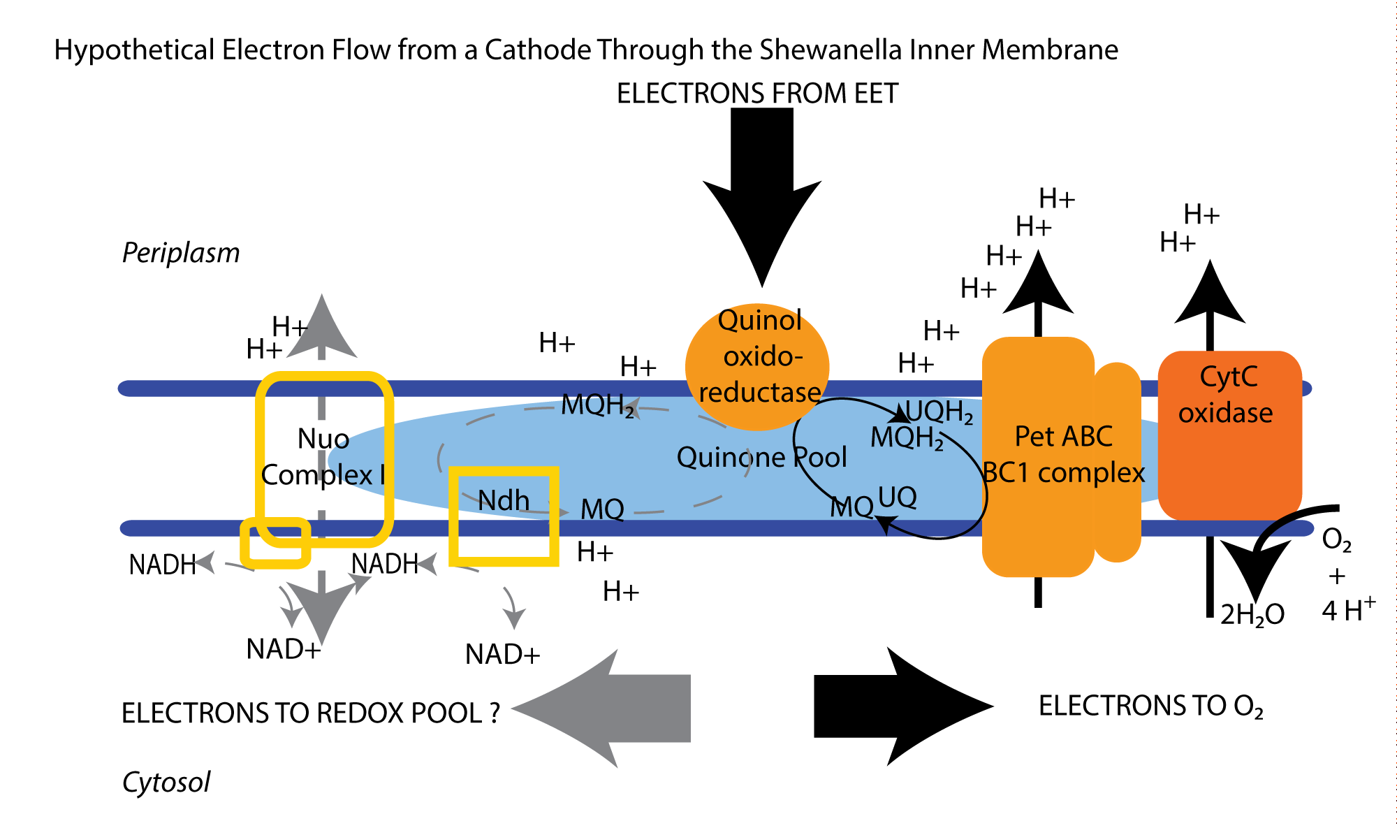 Cathode-membrane-scematic