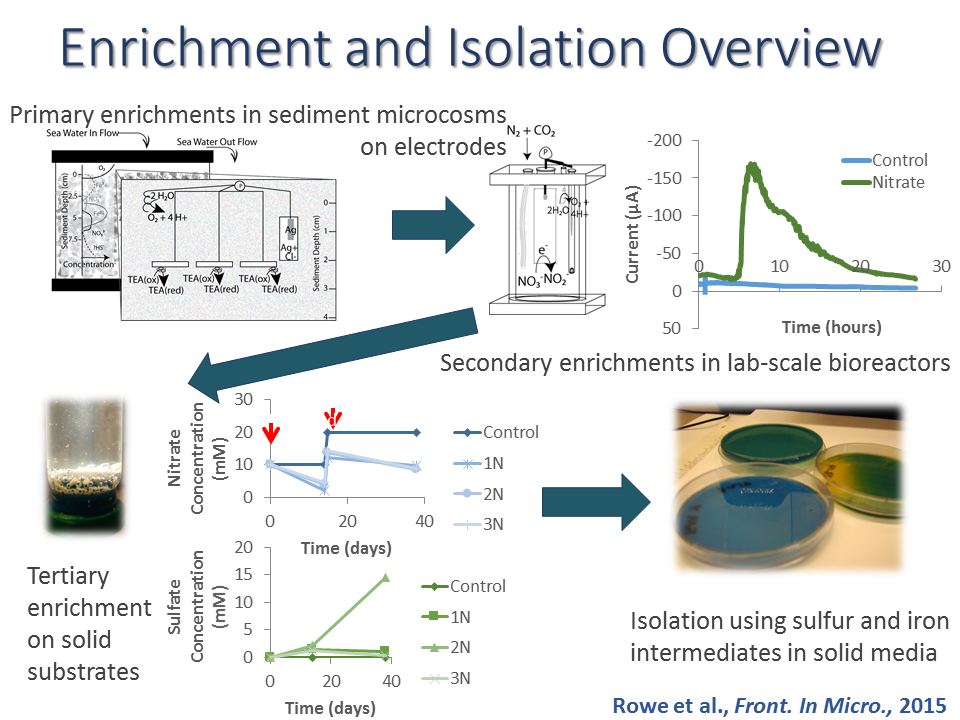 Enrichment and Isolation Overview